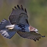 12SB6578 Red-tailed Hawk